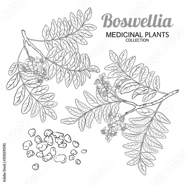 Fototapeta Boswellia Branch with Flowers and Leaves Outline Illustration. Essential oil ingredient for cosmetics, spa, aromatherapy, health care, alternative medicine. Vector isolated for design or decoration.