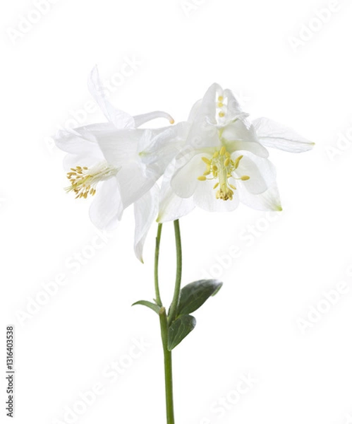 Fototapeta Two white Aquilegia flowers isolated on a white background.