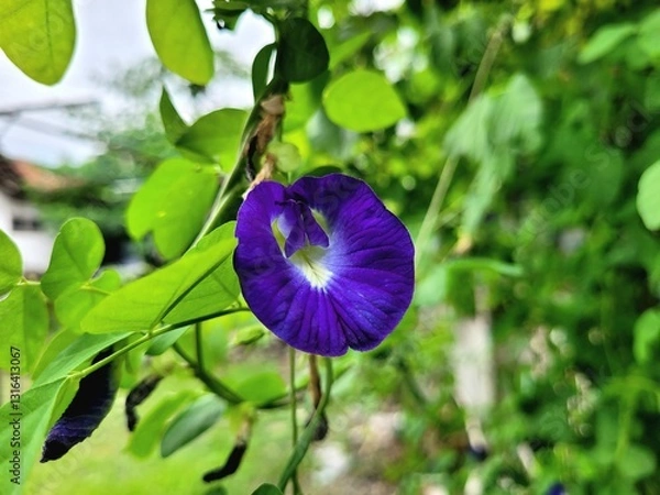 Fototapeta a view of purple flowers that have bloomed and are very beautiful