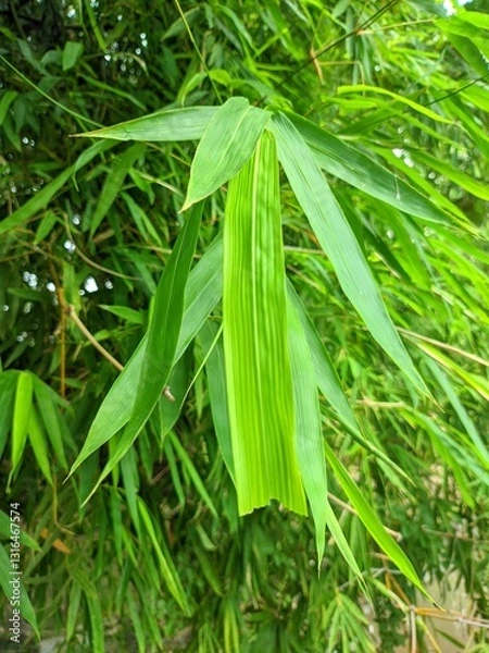 Fototapeta Lush green bamboo foliage (Bambusa vulgaris) with detailed leaf patterns. Perfect for tropical themes, eco-friendly designs, and serene natural backgrounds. Captures the essence of bamboo's elegance