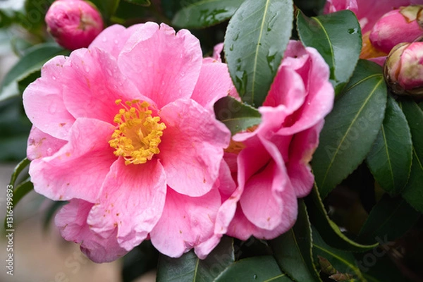 Fototapeta たくさん咲いた美しいサザンカの花