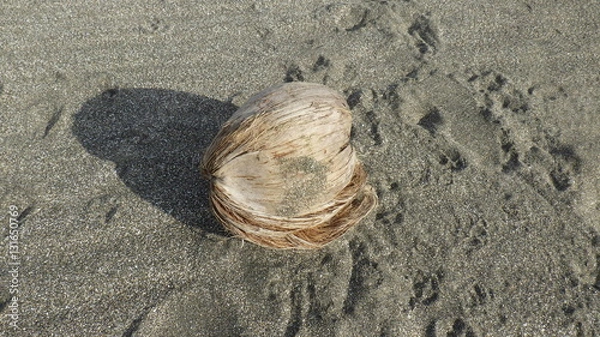 Fototapeta 流れついたヤシの実