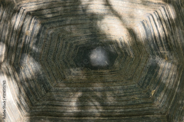 Fototapeta Giant Aldabra tortoise details of head and carapace shell,