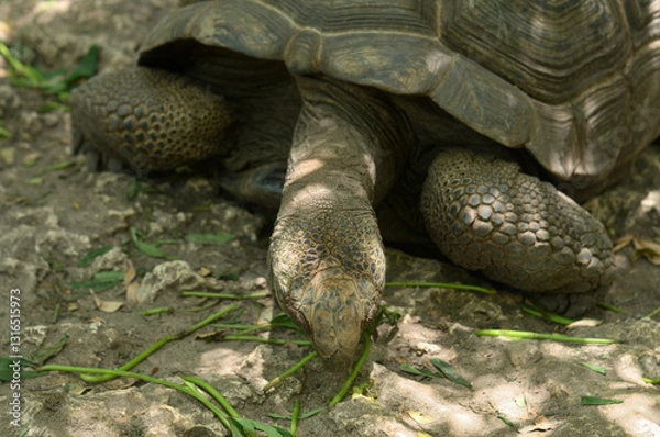 Fototapeta Giant Aldabra tortoise details of head and carapace shell,