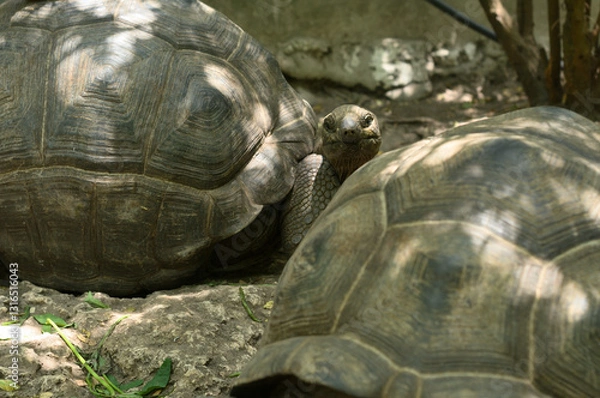 Fototapeta Giant Aldabra tortoise details of head and carapace shell,