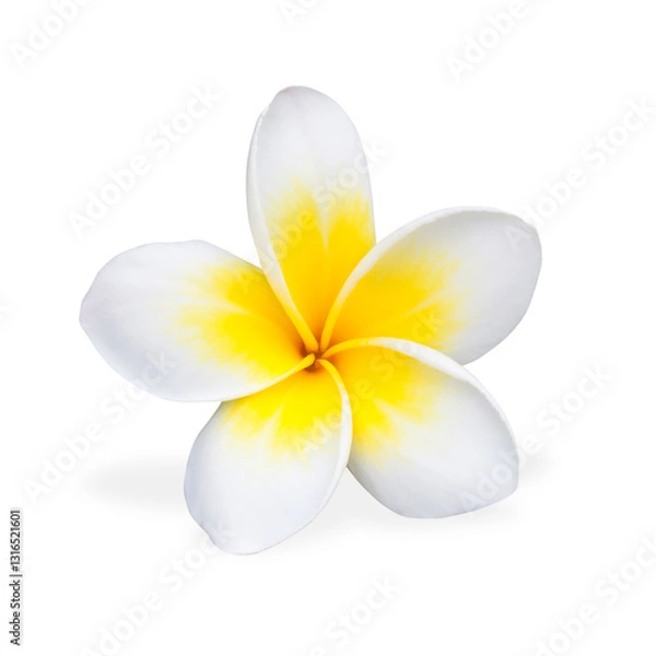 Obraz frangipani flower isolated on white background with clipping path