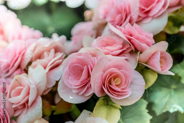 Obraz Beautiful Pink begonia