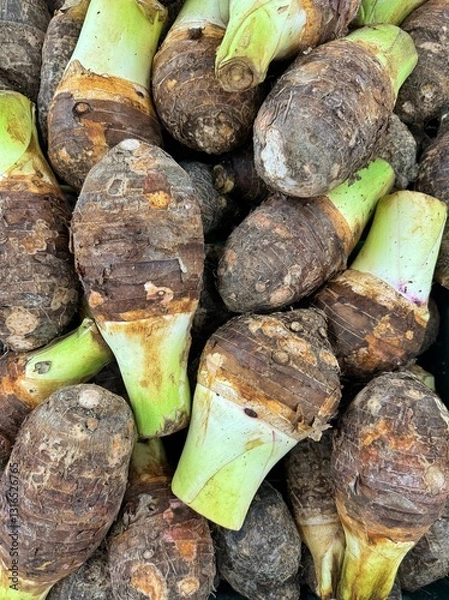 Obraz Taro root at a fresh market. Taro root, Latin name -Colocasia esculenta, in a pile at a fresh market