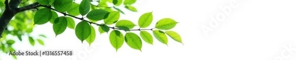 Fototapeta Long tree branch with leaves against a white background, greenery, nature scenes