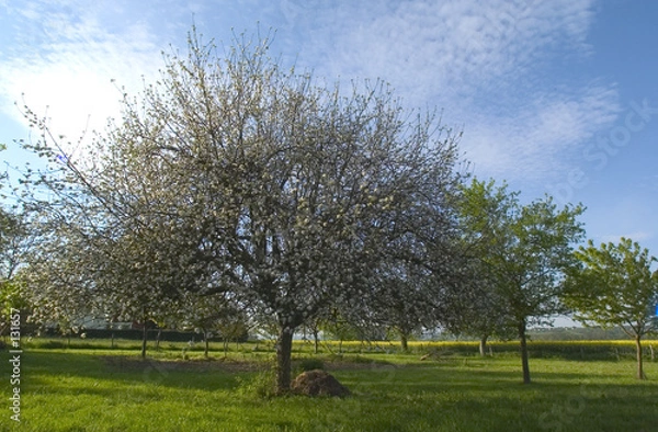 Obraz jabłoń