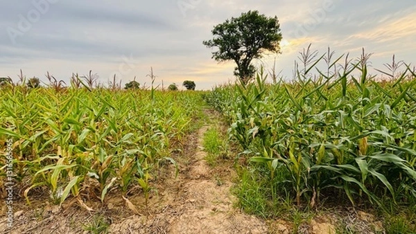 Fototapeta agriculture. Landscape of soybean sprouts ripening during spring season on agricultural field. Green tea leaves growing in fertile soil on farmer's land or plantation in the morning.