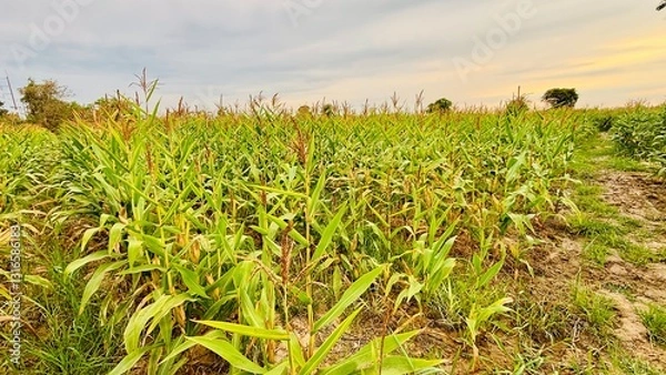 Fototapeta agriculture. Landscape of soybean sprouts ripening during spring season on agricultural field. Green tea leaves growing in fertile soil on farmer's land or plantation in the morning.