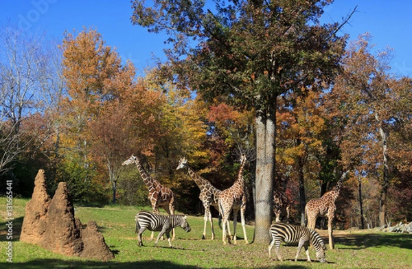 Obraz Żyrafy i zebry w zoo Asheboro w Karolinie Północnej