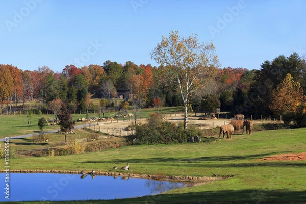 Fototapeta The Watani Grasslands w zoo Asheboro w Karolinie Północnej z słoniami