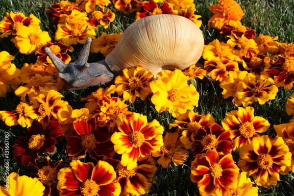 Obraz Snail sculpture between tagetes