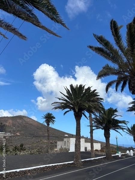 Fototapeta palm trees in the desert