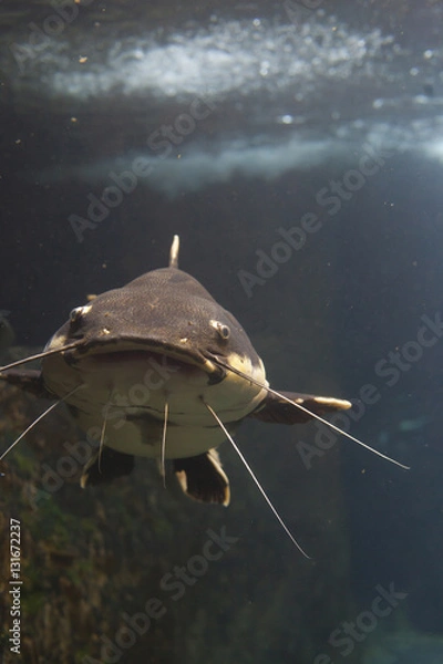 Obraz Redtail Catfish