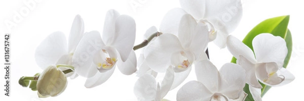 Obraz Biała orchidea izolowana