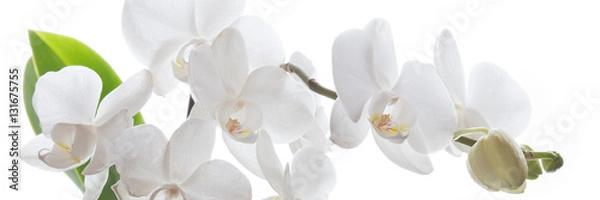 Obraz Biała orchidea na białym tle - baner