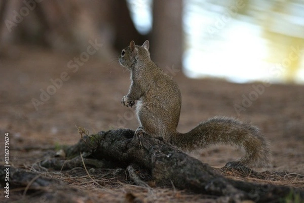 Obraz squirrel in the park