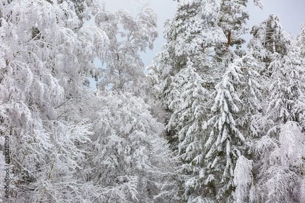 Obraz Winter forest with snow covered branches
