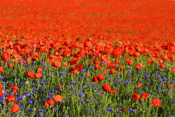 Fototapeta poppy