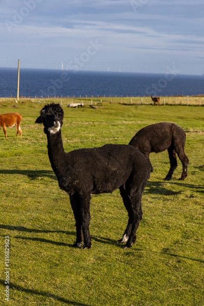 Fototapeta Luxury meets nature: high-quality alpaca wool from ethically raised red, white, and black alpacas in a pristine, green environment. A fusion of sustainable fashion, well-being, and premium craftsmansh