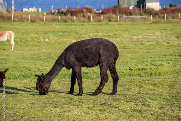 Fototapeta Luxury meets nature: high-quality alpaca wool from ethically raised red, white, and black alpacas in a pristine, green environment. A fusion of sustainable fashion, well-being, and premium craftsmansh
