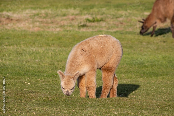 Fototapeta Luxury meets nature: high-quality alpaca wool from ethically raised red, white, and black alpacas in a pristine, green environment. A fusion of sustainable fashion, well-being, and premium craftsmansh
