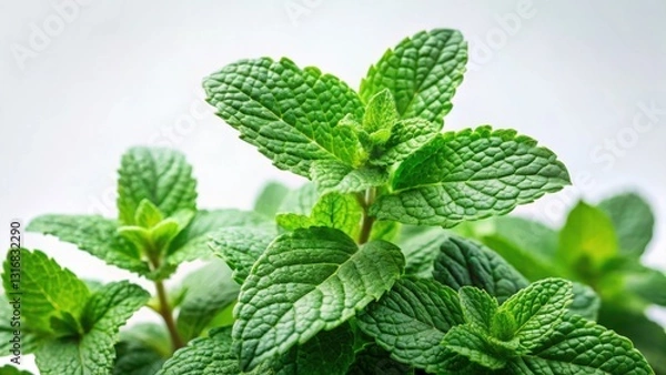 Fototapeta A Vibrant Close-Up of Lush, Green Mint Leaves, Showcasing Their Detailed Texture and Freshness