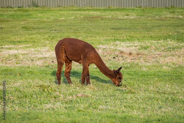 Fototapeta Luxury meets nature: high-quality alpaca wool from ethically raised red, white, and black alpacas in a pristine, green environment. A fusion of sustainable fashion, well-being, and premium craftsmansh