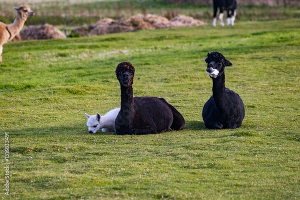 Fototapeta Luxury meets nature: high-quality alpaca wool from ethically raised red, white, and black alpacas in a pristine, green environment. A fusion of sustainable fashion, well-being, and premium craftsmansh