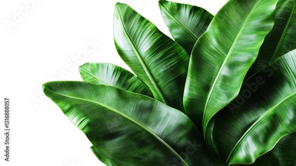 Fototapeta "A group of healthy, vibrant banana leaves with smooth, glossy surfaces, isolated on transparent background, perfect for nature-themed designs."