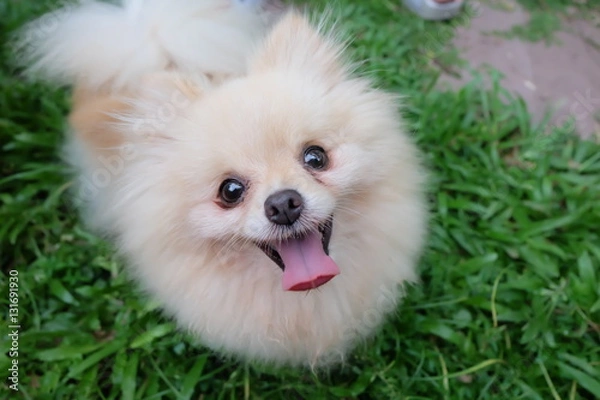 Obraz smiling dog