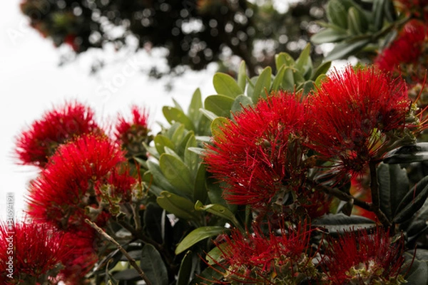 Obraz Pohutukawa flower