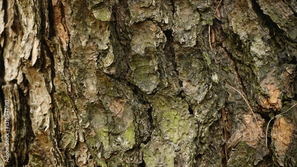 Fototapeta tree bark texture