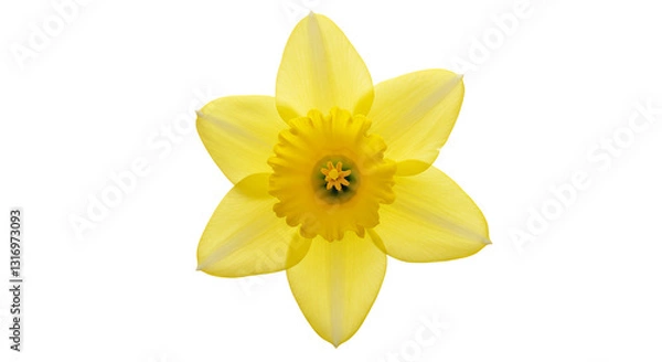 Fototapeta Close-up of Elegant Yellow Daffodil Flower on a Plain White Background