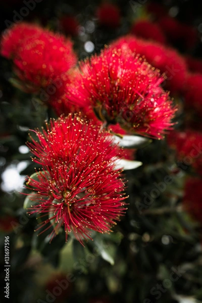 Obraz Pohutukawa flower macro