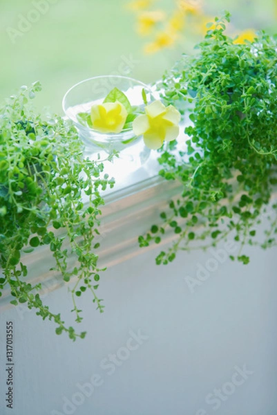 Obraz 窓辺の植物　ピレアレディーリーフ　花、デプラデニア