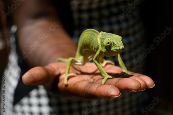 Obraz Green african chameleon hold by human hand