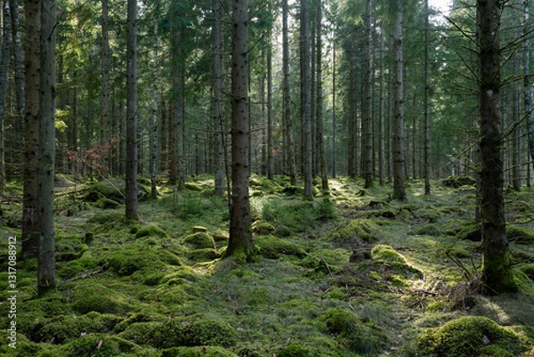 Fototapeta trees in the forest