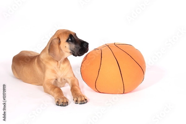 Obraz Puppy fawn Great Dane,German breed, in front of white background
