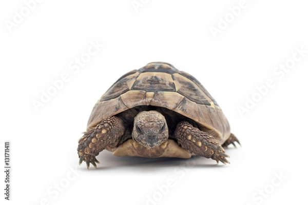 Fototapeta Isolated image of a turtle
