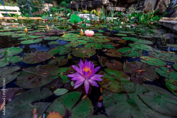 Obraz A pond with a purple flower in the middle. The pond is surrounded by green plants and has a bench in the background