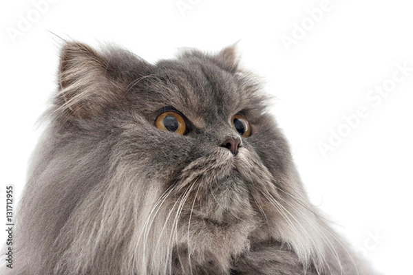 Fototapeta Isolated image of a persian cat
