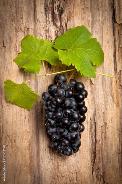 Obraz Grenache grape cluster