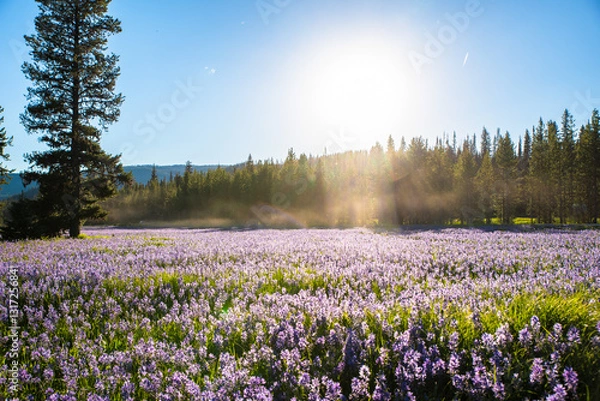 Obraz Sunny Day In Alpine Meadow