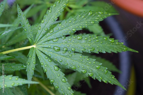 Obraz water drops on cannabis leafs