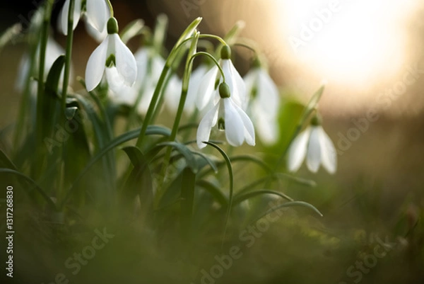 Obraz przebiśniegi wiosenne, snowdrop	