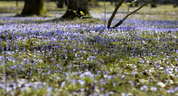 Fototapeta Krokuswiese